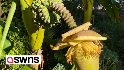 A bonanza of bananas sprout in London back garden “due to climate change”