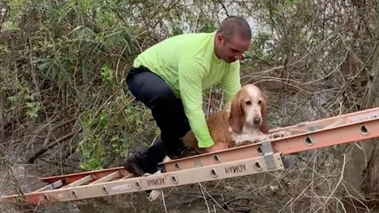 Construction Workers Rescue Dog From River | Wild-ish TV