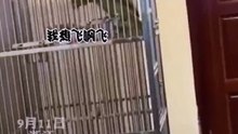 鸚鵡唱歌了！高唱《我是一只小小鳥》。鸚鵡學舌名不虛傳！Parrot sang! Singing "I'm a Little Bird".
