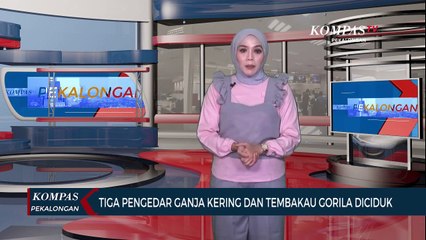 Penangkapan Tiga Pengedar Ganja dan Tembakau Gorila di Tegal