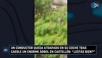 Un conductor queda atrapado en su coche tras caerle un enorme árbol en Castellón: "¿Estás bien?"