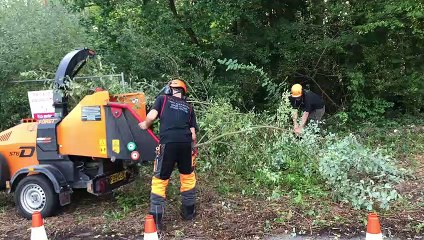 Contractors remove trees from woodland off Jesmond Avenue in Highcliffe