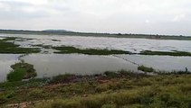 Filling could not be done, filth is spreading due to water hyacinth, even NAPA is not trying to clean it.