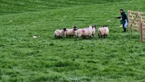 World Sheepdog Trials Northern Ireland 2023