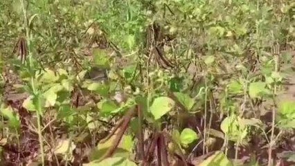 डीडवाना: प्रदेश में सूखे की आहट!, किसानों की फसलों की पैदावार में आई भारी गिरावट