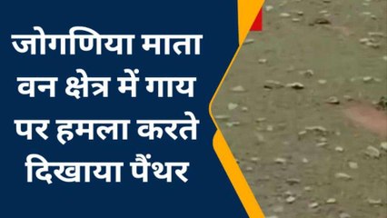 बेगूँ: पैंथर ने किया गाय का शिकार, ग्रामीणों ने मचा हड़कम्‍प, देखिए खबर