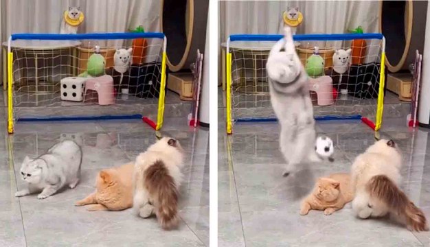 Hauska video: futista pelaavat kissat tekevät täydellisen syötön, mutta missaavat maalin