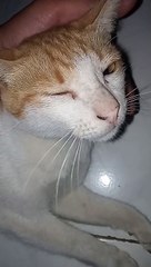 ganggu tidur kucing oyen