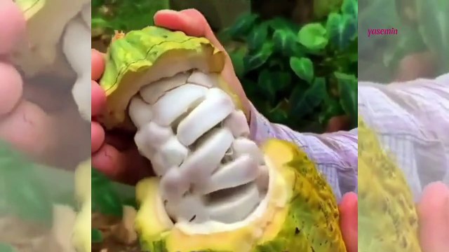 Meyvelerin nasıl kesileceğine dair efsanevi ipuçları! Siz de bu yöntemlerle...