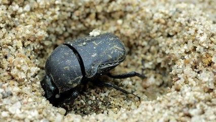 국내 멸종 소똥구리 충남 태안에 2백 마리 방사 / YTN