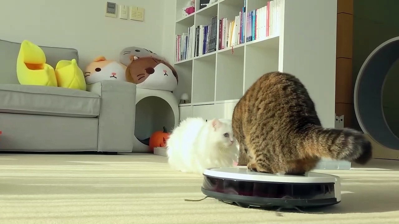 My Robot Vacuum Transformed into a Cat Uber! Kittisaurus video