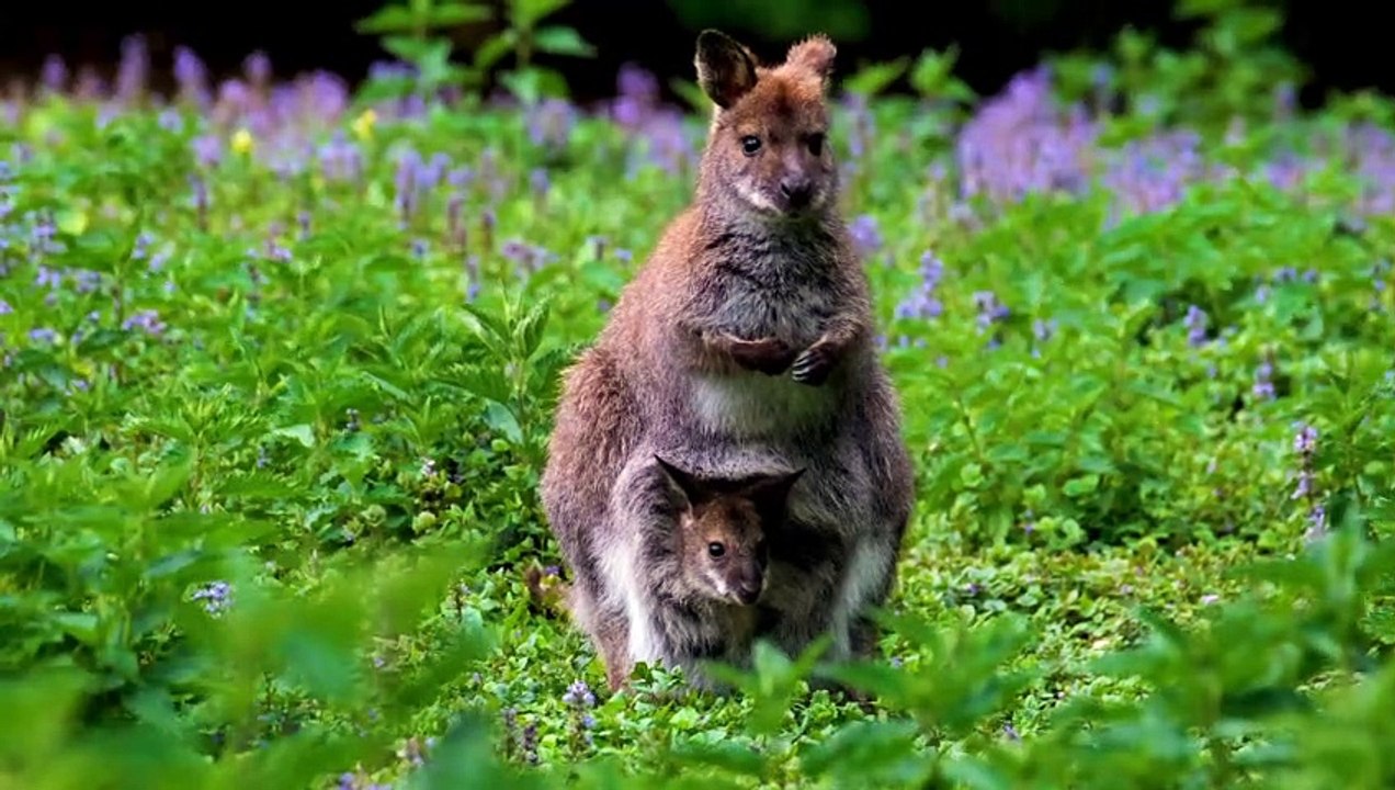 Cutest Video EVER!!!!!!!!!!!!!!!!!!!!!!!!!!!!!!!!!