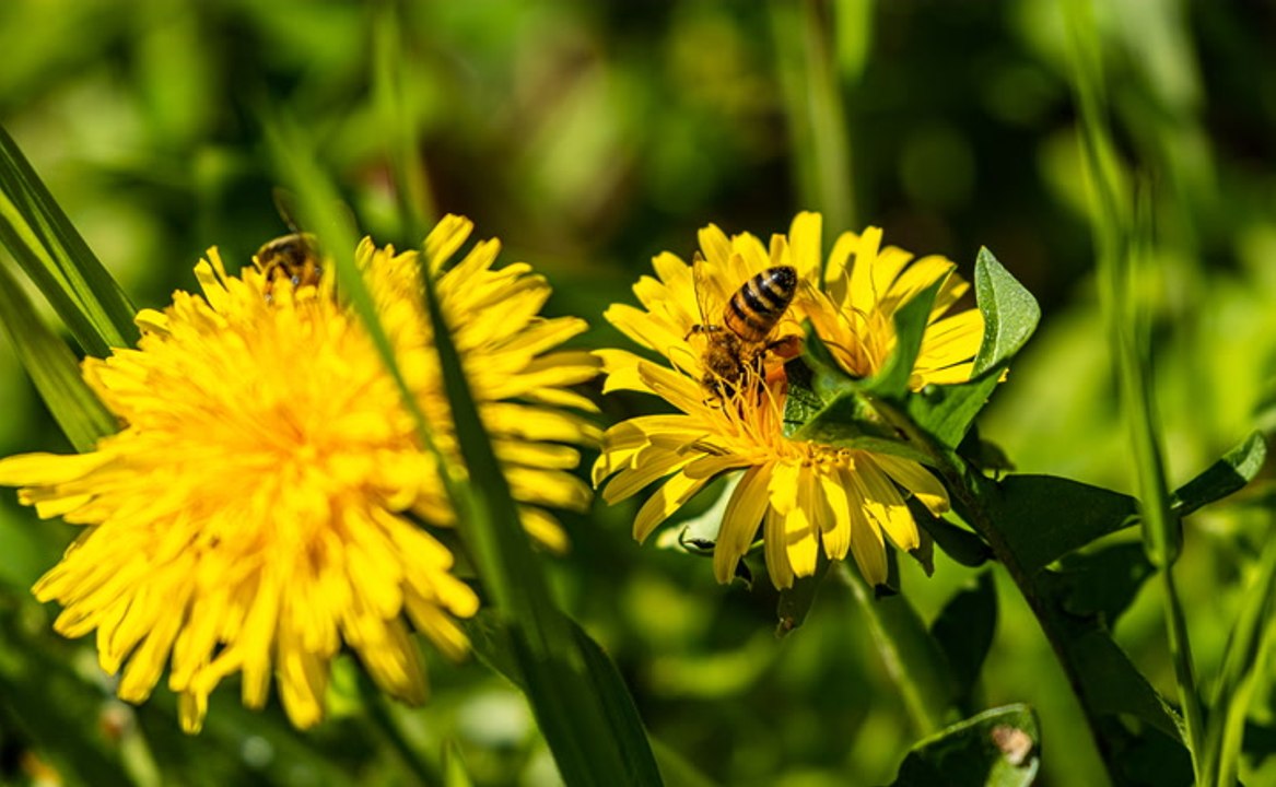 Blütenpollen-Trend: TikToker Beesteez klärt über krasse Umstände auf