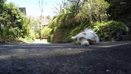 養老センセイとまる 🐱 猫とともに綴る、作家と愛猫の心温まるドキュメンタリー