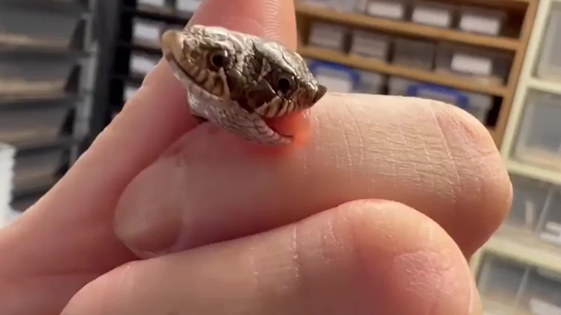 ⁣Snakes are becoming increasingly popular as pets