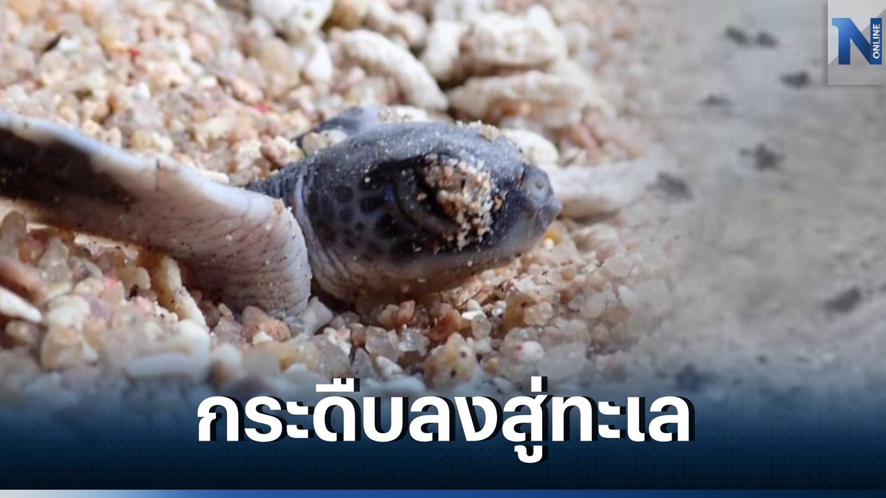 เปิดนาทีประทับใจ "ลูกเต่า" แม่ทองดี รังที่ 2 จำ...