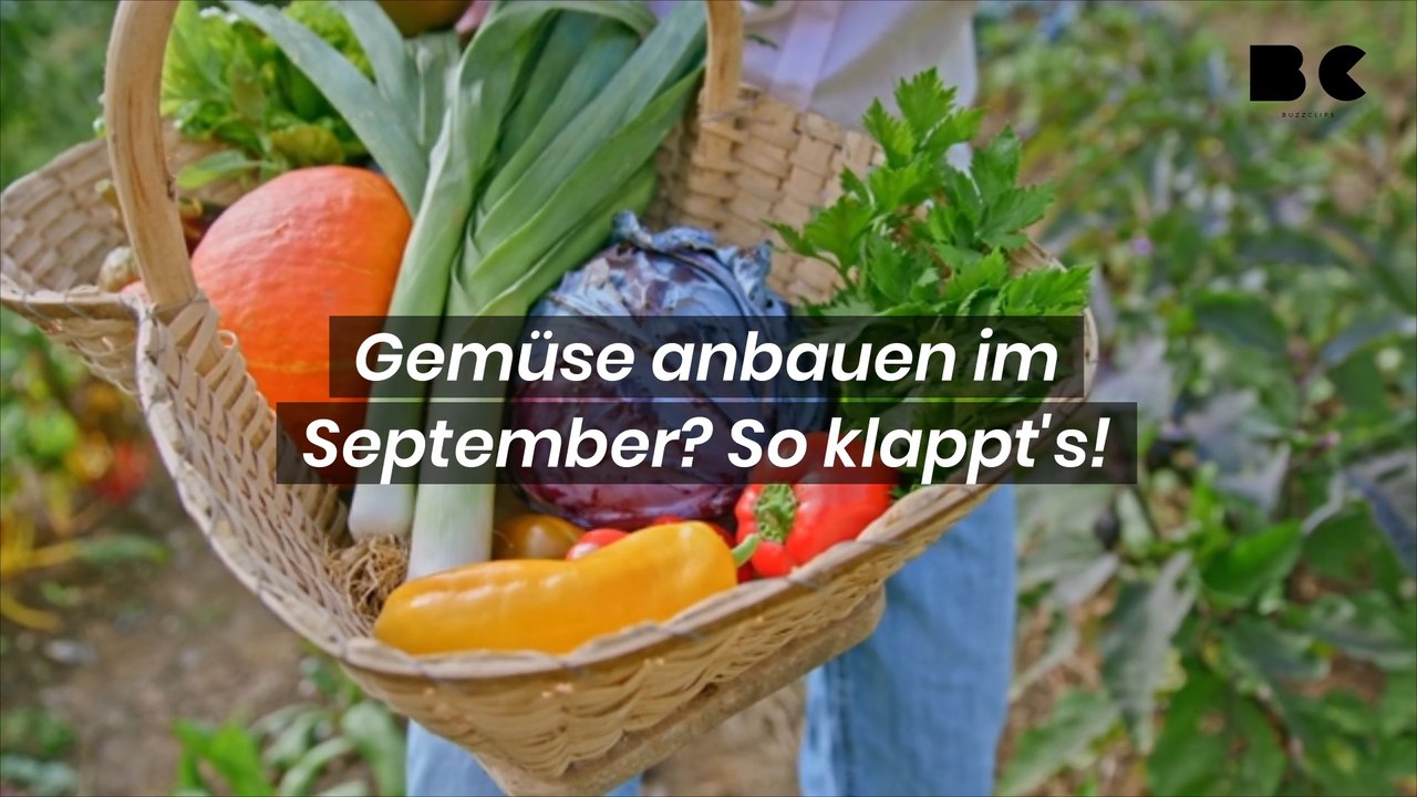 Gemüse anbauen im September? So klappt's!