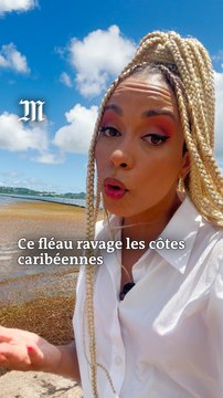 Algues sargasses : quel est ce fléau qui ravage la Caraïbe ?