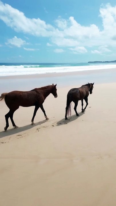 Beach horse