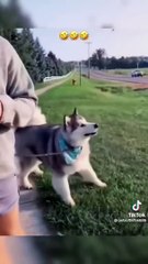 Funny dogs to make your day better 01 #relaxmydog #funny #dogs #funnydogs #compilation