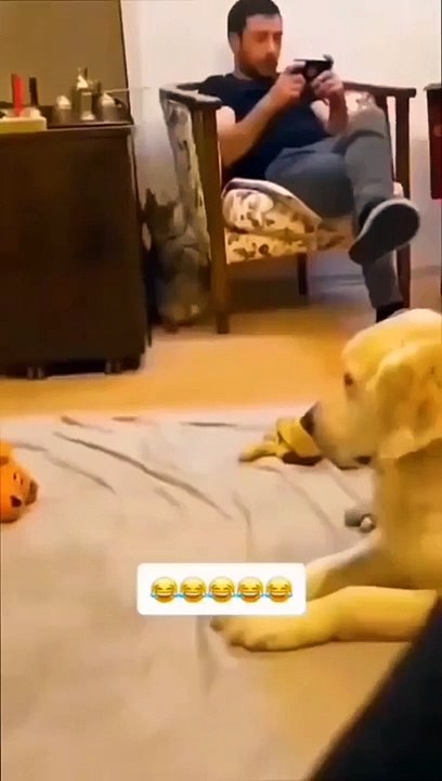 funny animals compilation 03