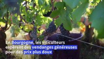 Vin: la Bourgogne espère des vendanges généreuses pour juguler l'inflation