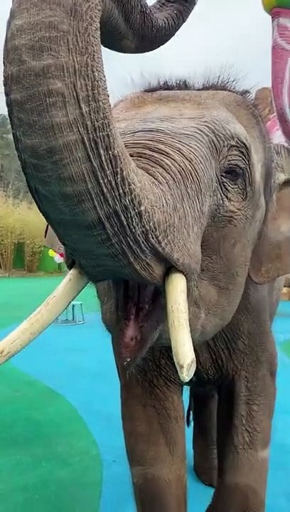 Elephant Eating Video