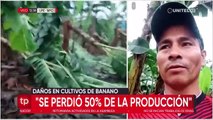 Fuertes vientos arrasan con la producción de banano del Trópico de Cochabamba