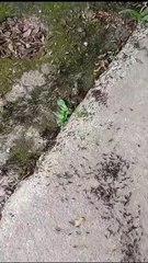 Invasão de formigas carnívoras em casa de Blumenau