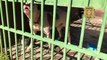 PCDF resgata animais em situação de maus-tratos em Ceilândia e Recanto das Emas