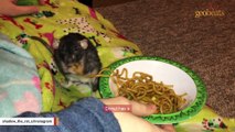 Elderly 2-year-old rat is scary smart