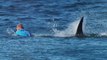 Top 10 Most Dangerous Sharks Ever | Great White Shark vs Bull Shark vs Tiger Shark