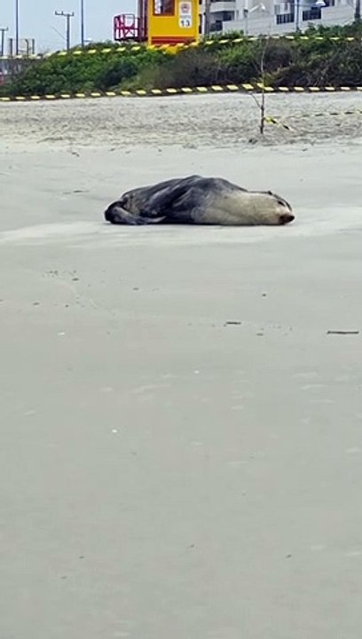 Lobo-marinho "descansa" em praias de SC