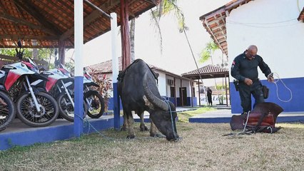 Búfalo-d'água serve de transporte para policiais na ilha do Marajó
