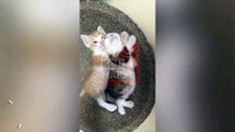 Kardeşine sarılıp yatan sevimli kedi