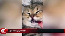 Ağzı açık uyuyan kedi