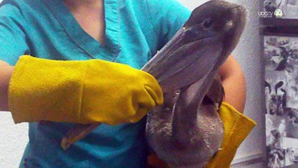 Alarmante aumento en el ataque a pelicanos en la costa sur de jalisco