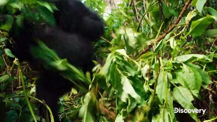 Saving the Gorillas: Ellen's Next Adventure | movie | 2023 | Official Trailer