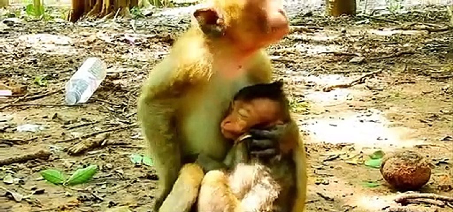 monkeys baby