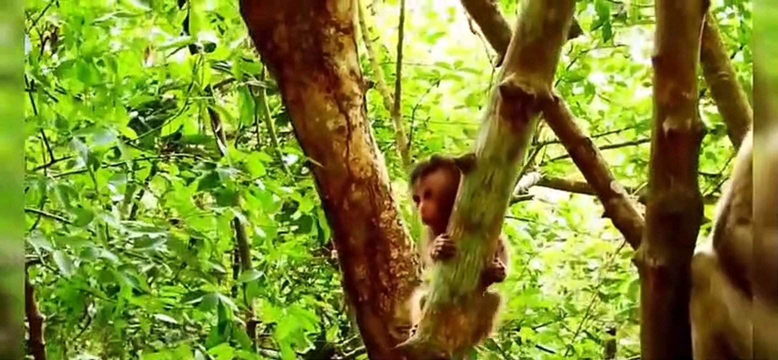 War in the breeding season of monkeys