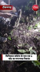 बारिश के कारण अब सड़कों पर मगरमच्छ