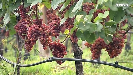 Vitigni dimenticati vengono riscoperti per la sfida dei mutamenti climatici