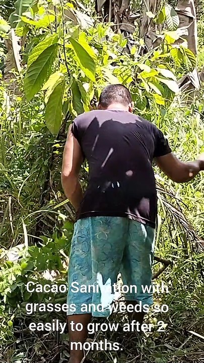 Cacao Sanitation from Grasses and Weeds