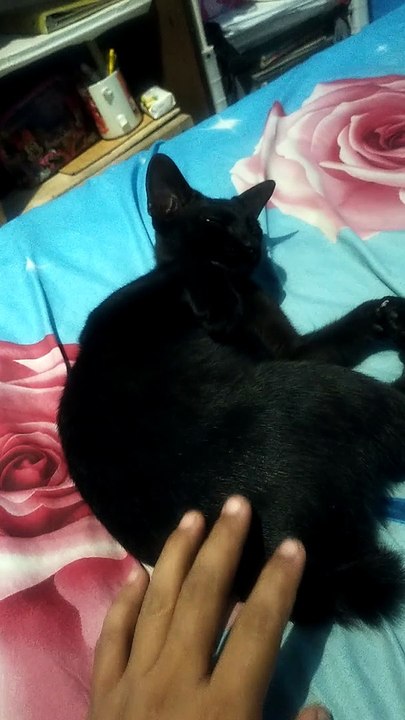 Black Cat
