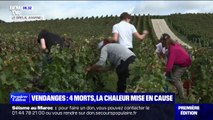Quatre vendangeurs, dont un jeune homme de 19 ans, sont morts dans les vignes en Champagne