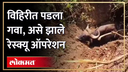 एका डोळ्याने अंध असलेला गवा विहिरीत पडला, वनविभागाने रेस्क्यू ऑपरेशन कसे केले पाहा...