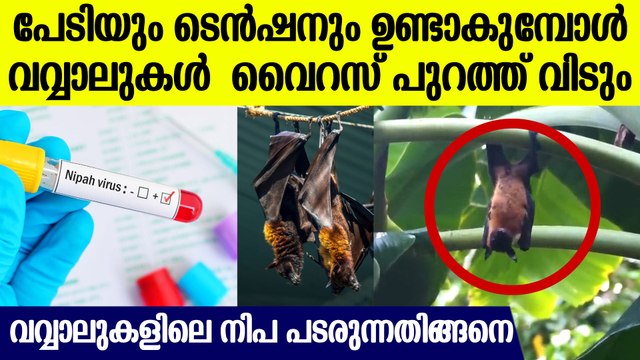 വവ്വാലുകള്‍ക്ക് പേടി വരുമ്പോള്‍ നിപ വൈറസ് പുറത്തുവരും, ഭക്ഷണം കിട്ടാതെ വന്നാല്‍ സ്ഥിതി ഭീകരം