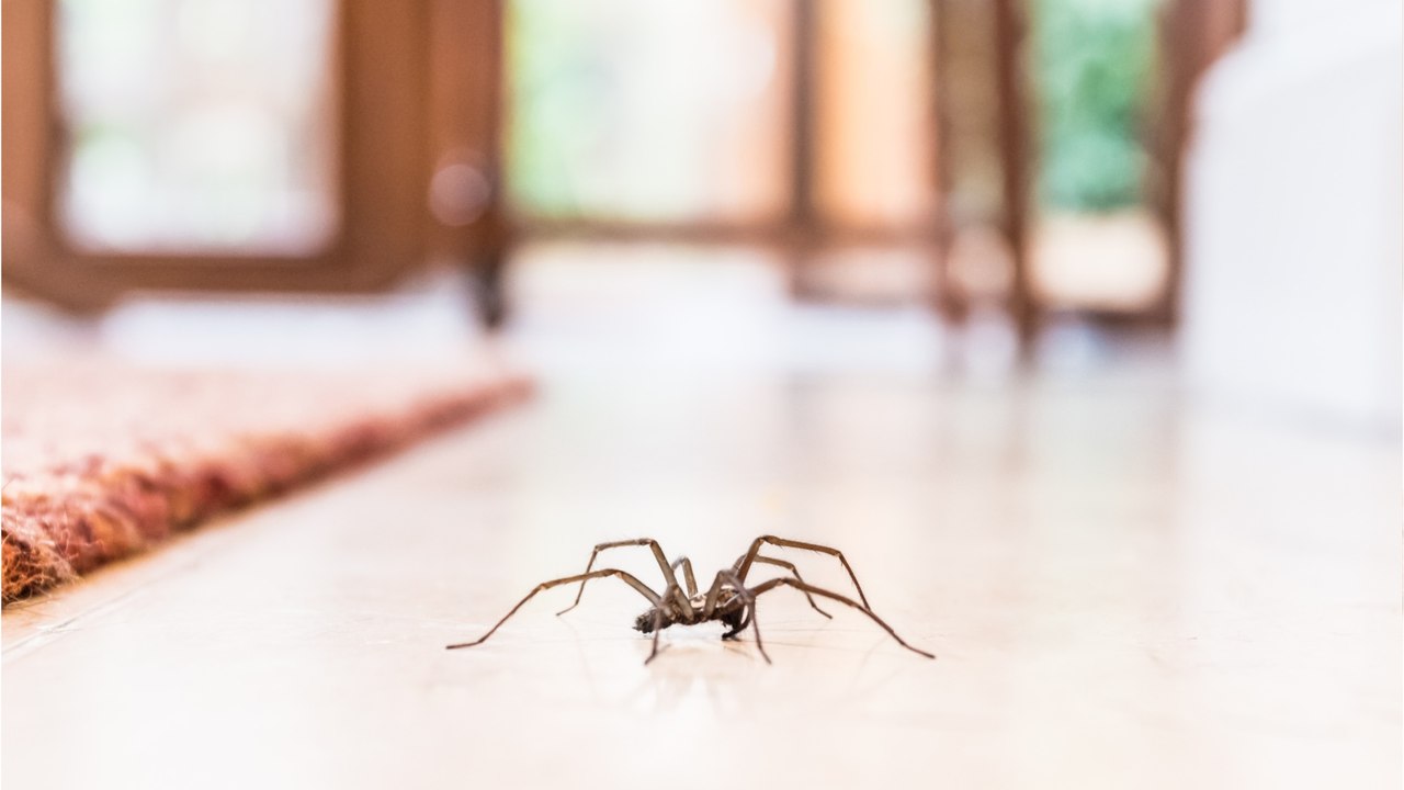 Spinnen im Haus: So wird man sie wieder los