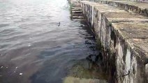 अनदेखी : राजसमंद झील का नहीं कोई धणी-धोरी, गंदगी और काई से बदबू मारने लगा पानी
