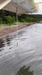 When A Family of Bears Passed By Our Float Plane